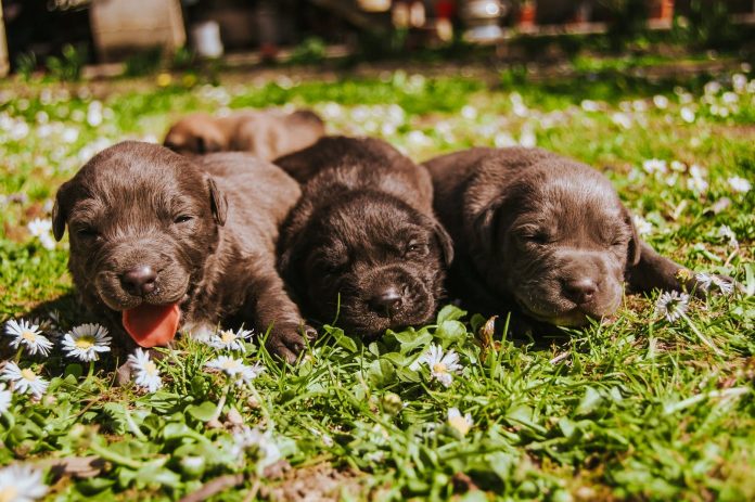 enfermedades-de-cachorros