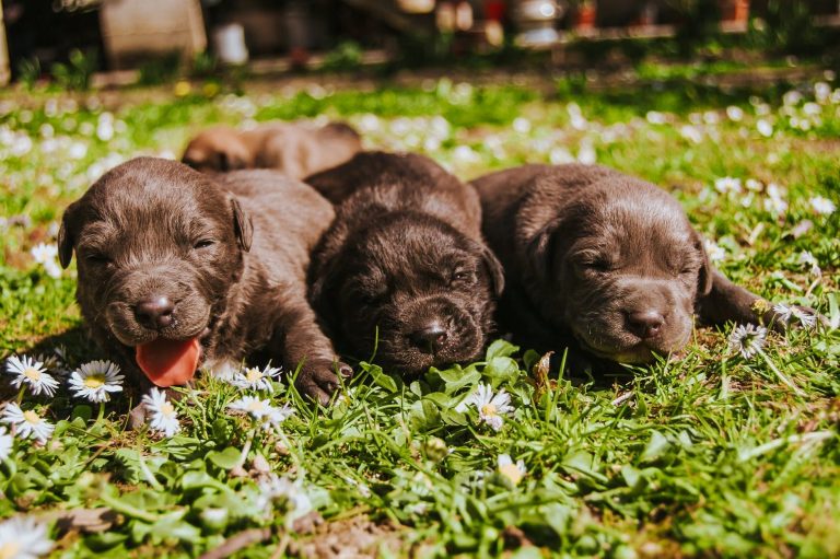 Enfermedades frecuentes en cachorros