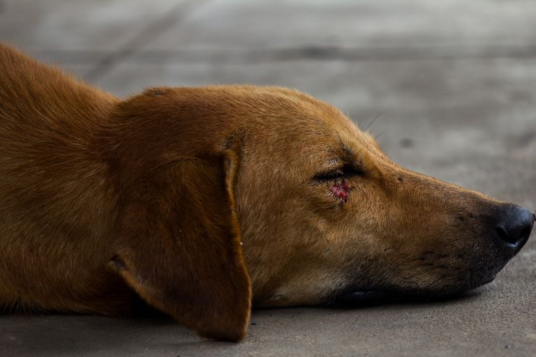 Dermatitis en perros y gatos causas y síntomas.