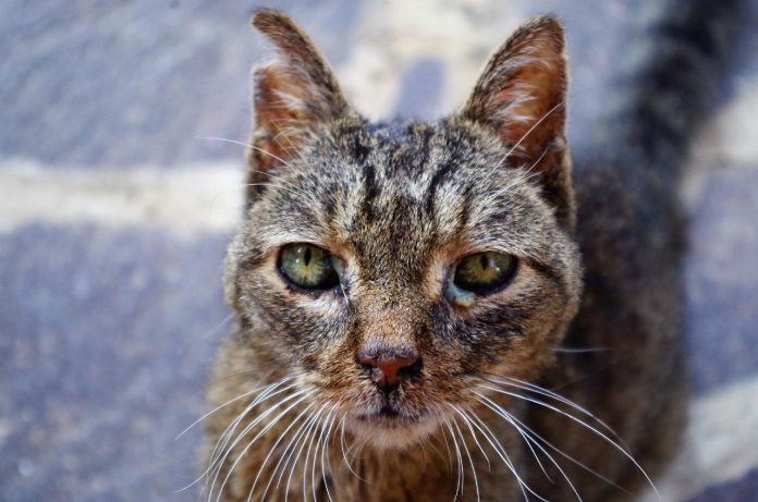 gato-conjuntivitis-enfermo