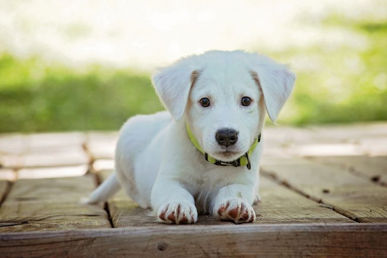 Cómo cuidar a tú cachorro y tips básicos