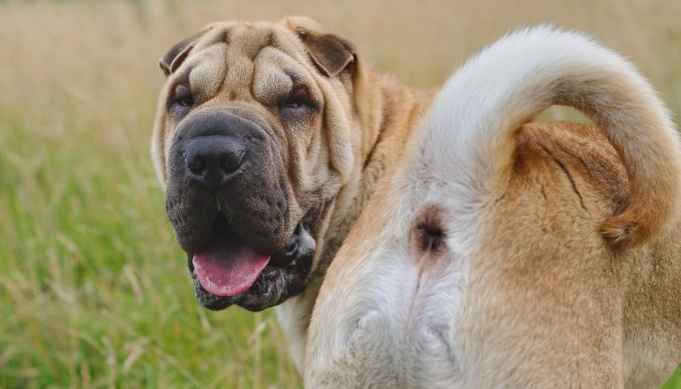 Problemas de la glándula anal en perros