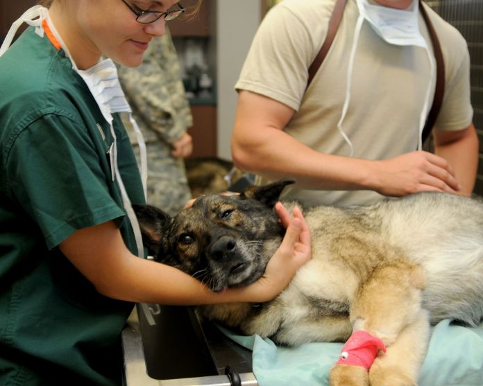 mejores universidades de veterinaria en españa 2023